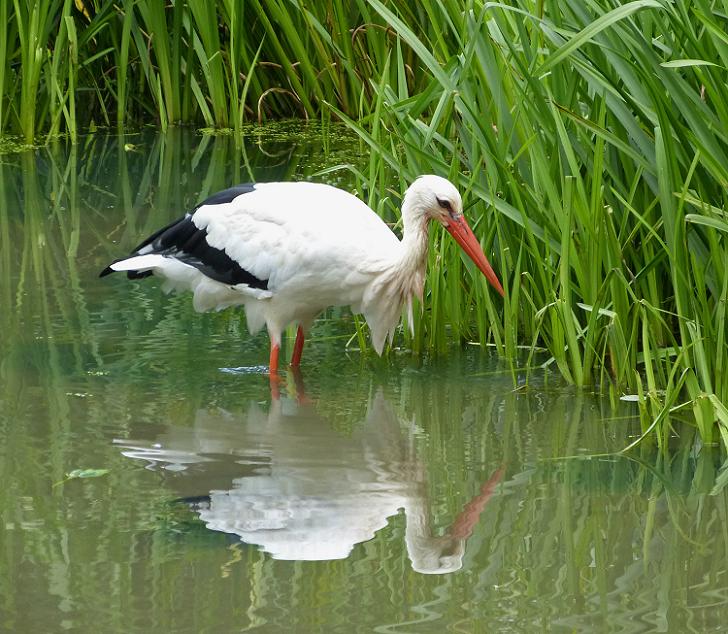 Storch