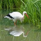 Storch