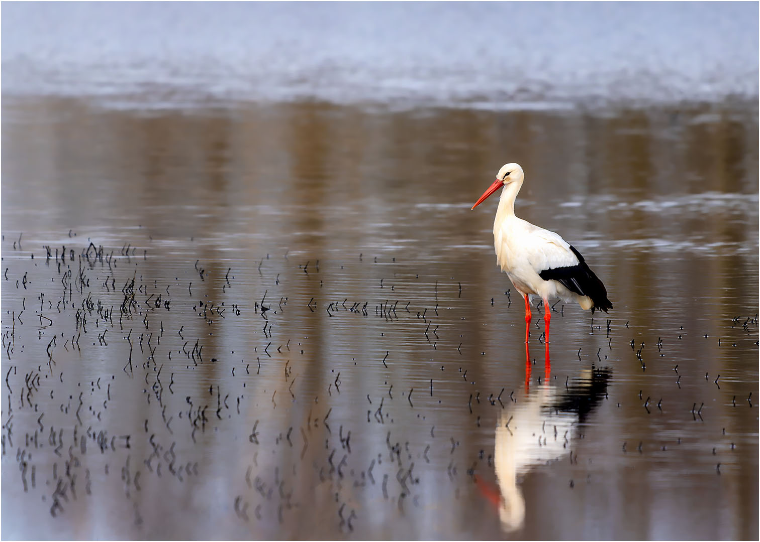 Storch 