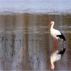 Storch 