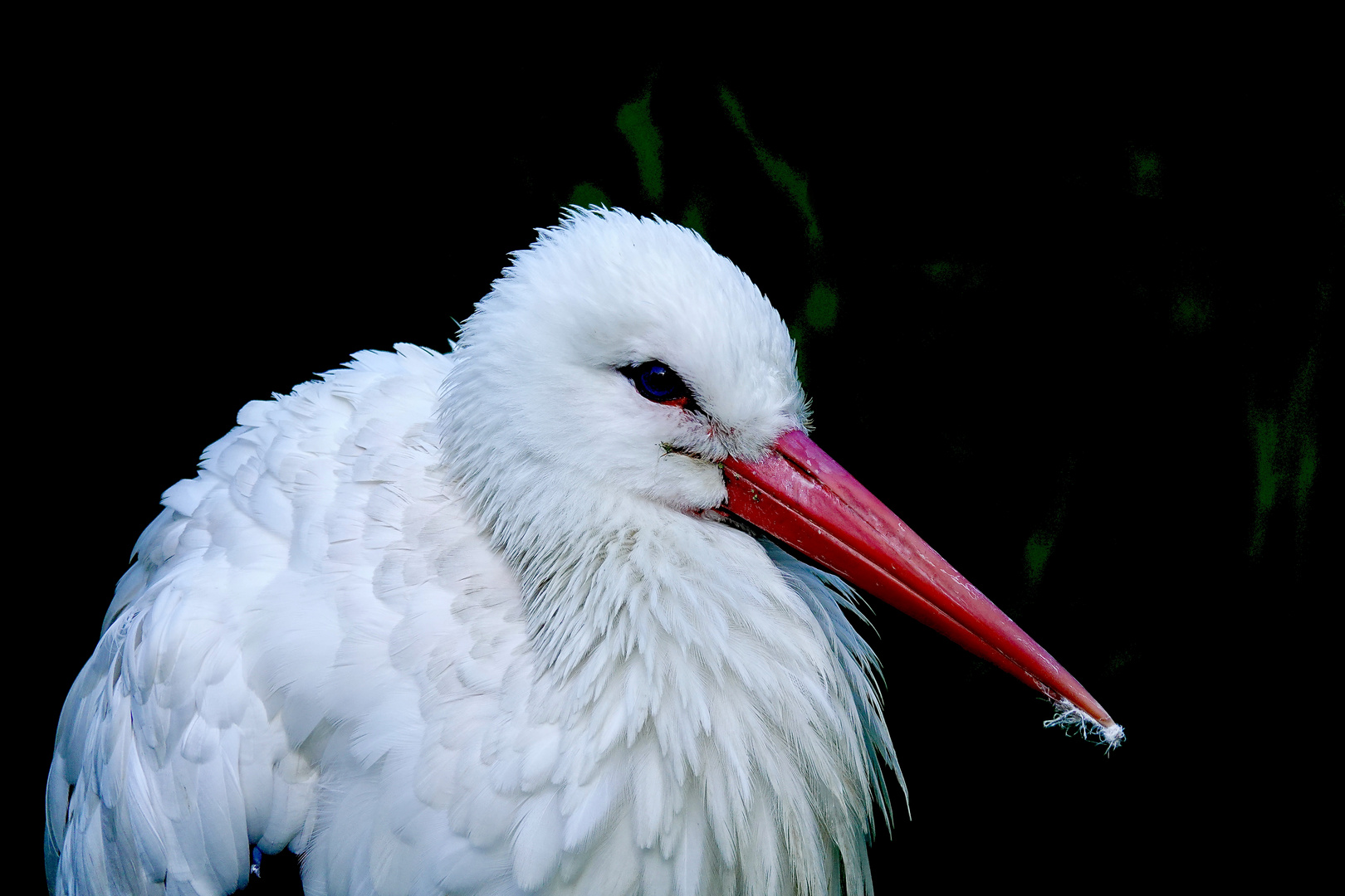 STORCH