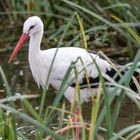 Storch