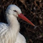 Storch