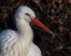 Storch