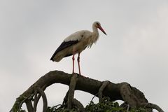 Storch