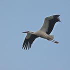 Storch