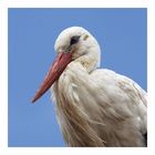 Storch