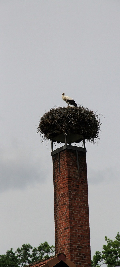 Storch