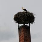 Storch