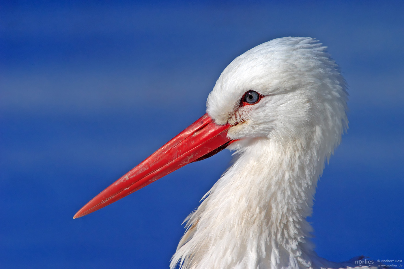 Storch