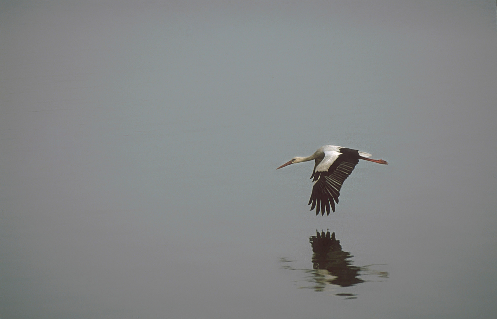 Storch