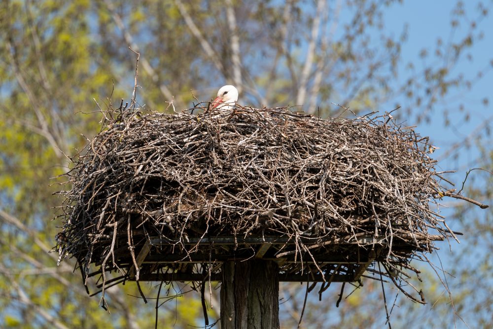 Storch