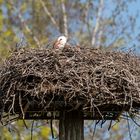 Storch