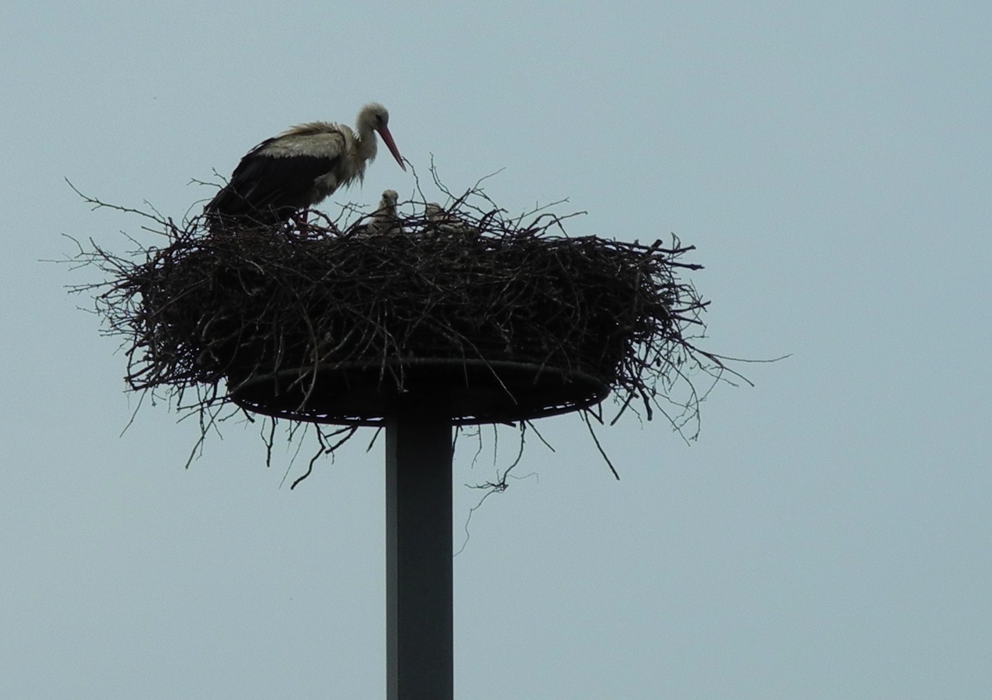 Storch