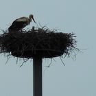 Storch