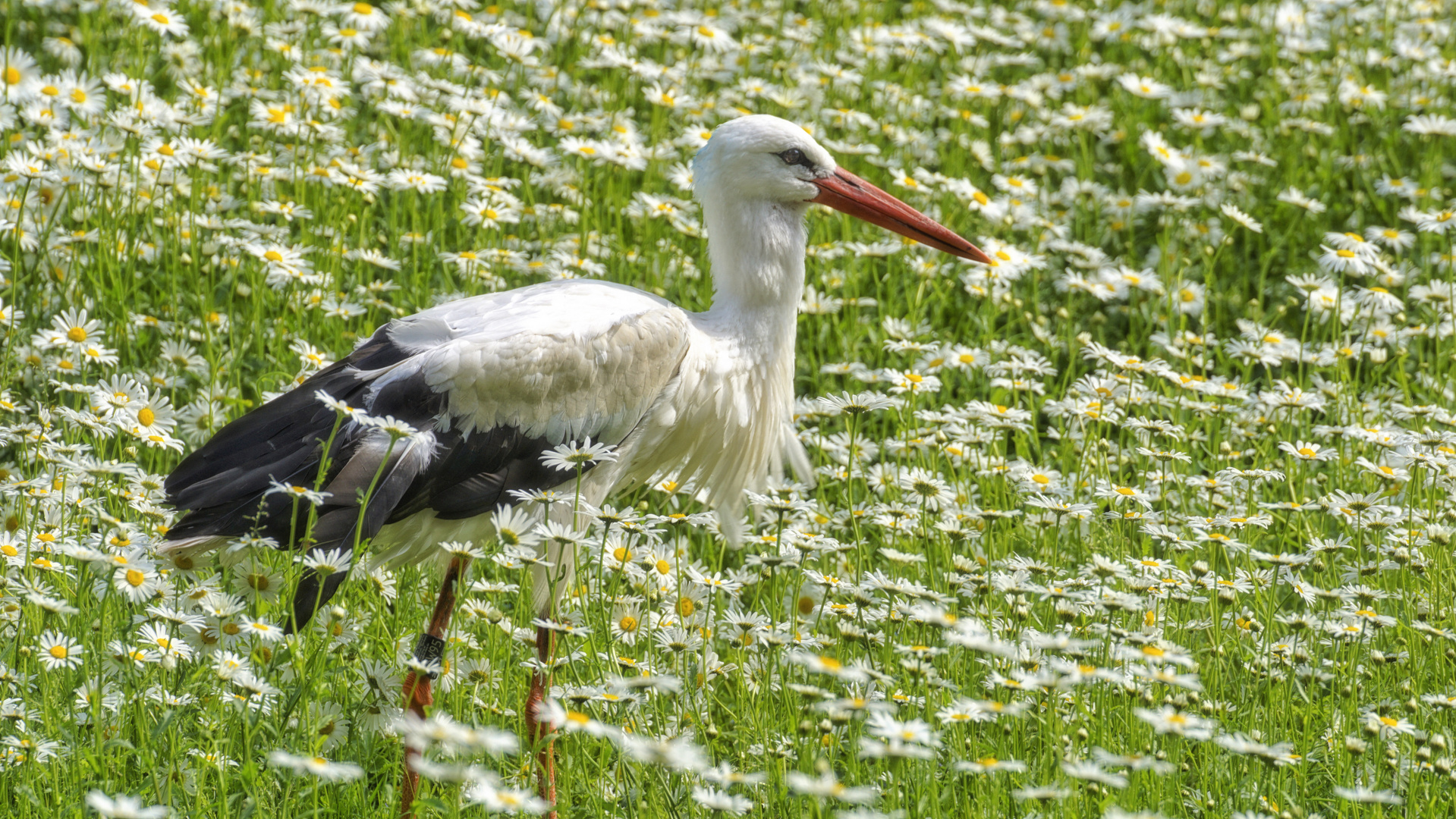 Storch