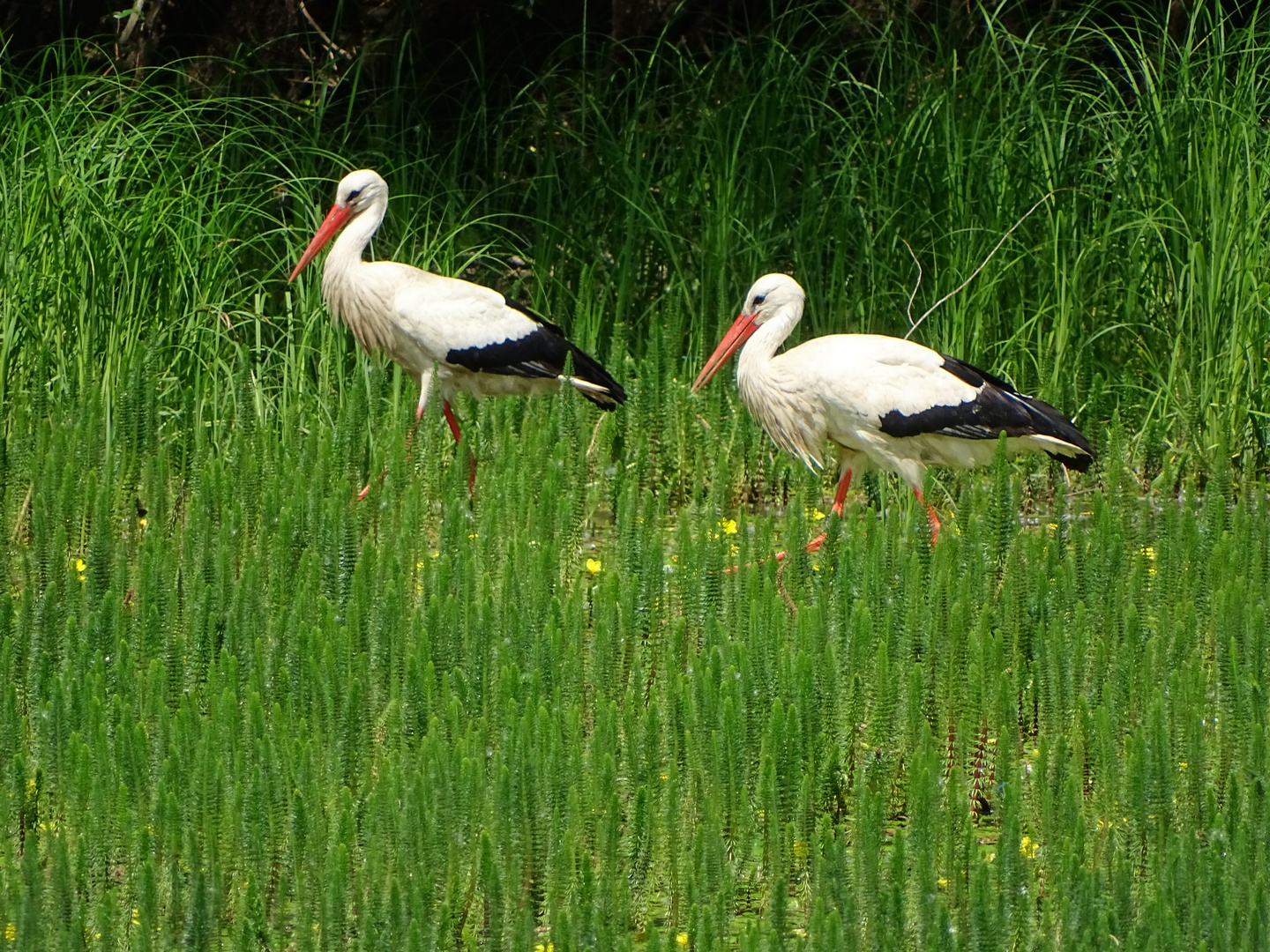 Storch