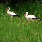 Storch