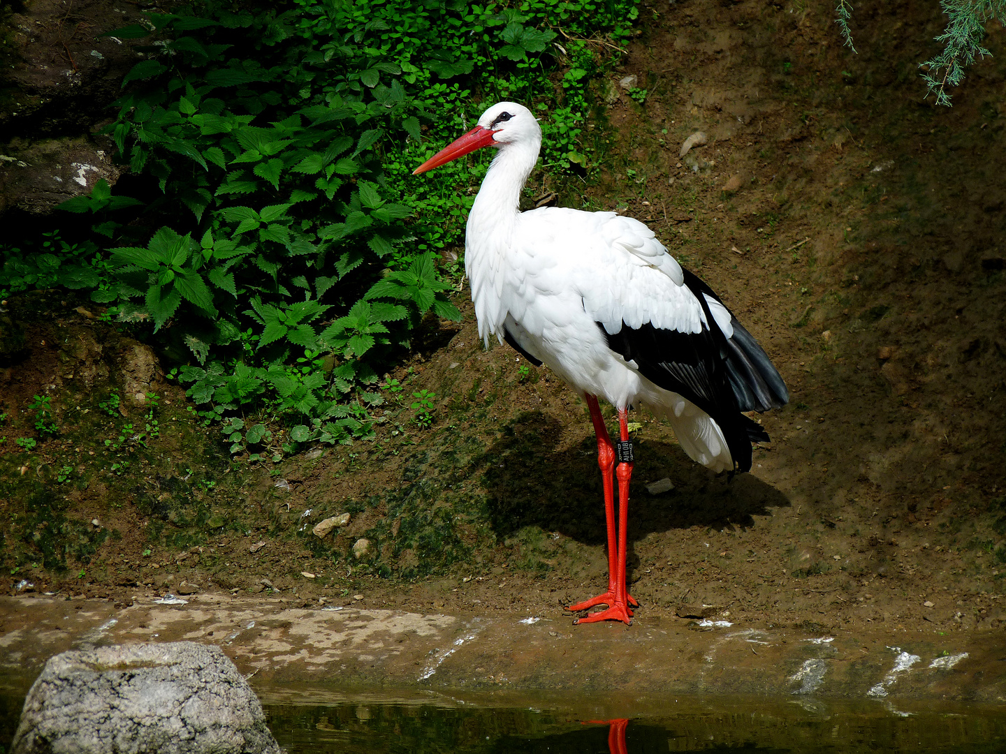 Storch