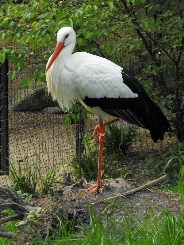 Storch