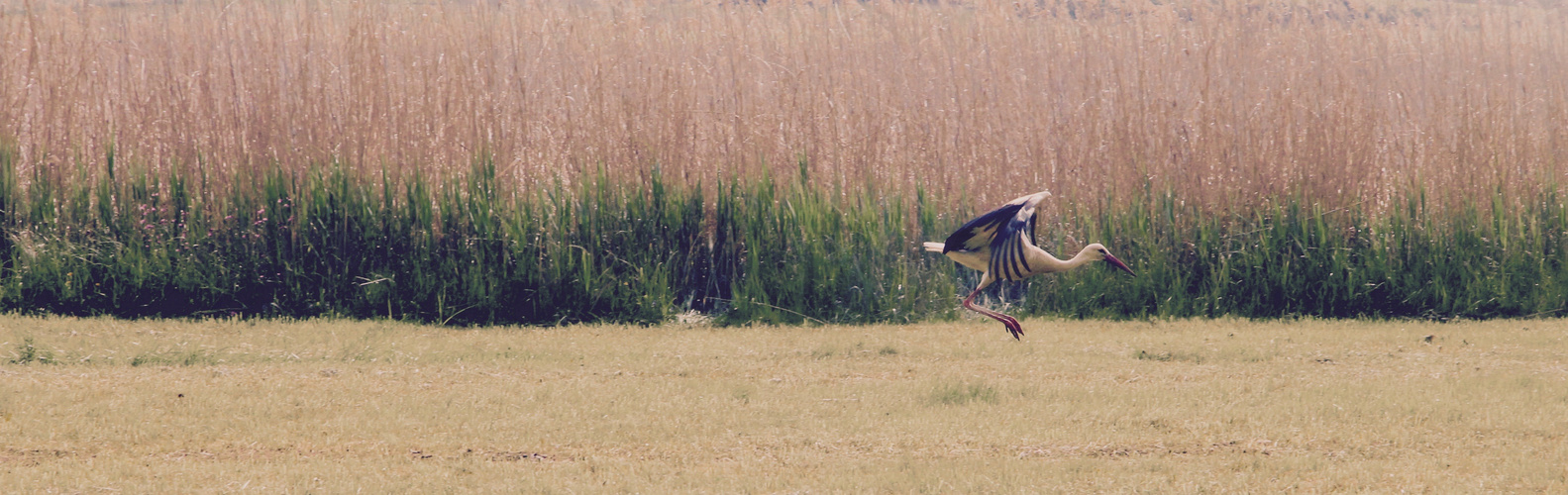 Storch