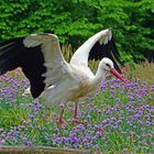 Storch