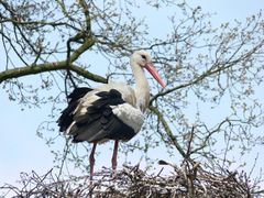 Storch