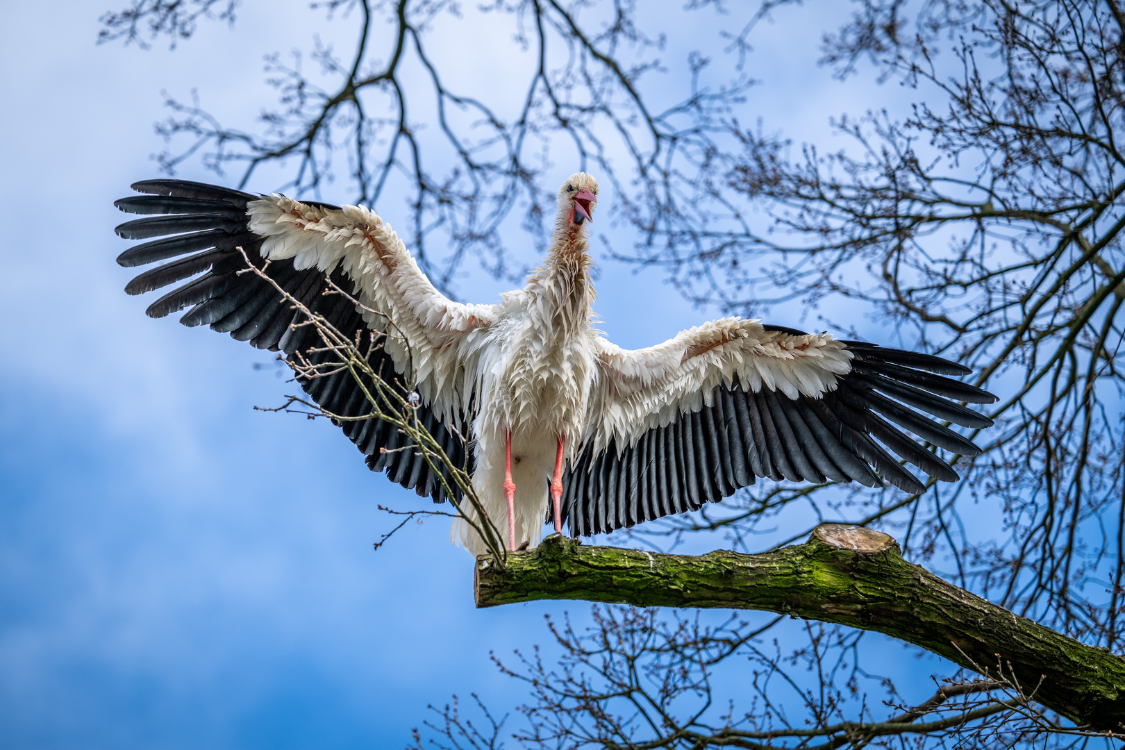 Storch