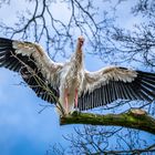 Storch