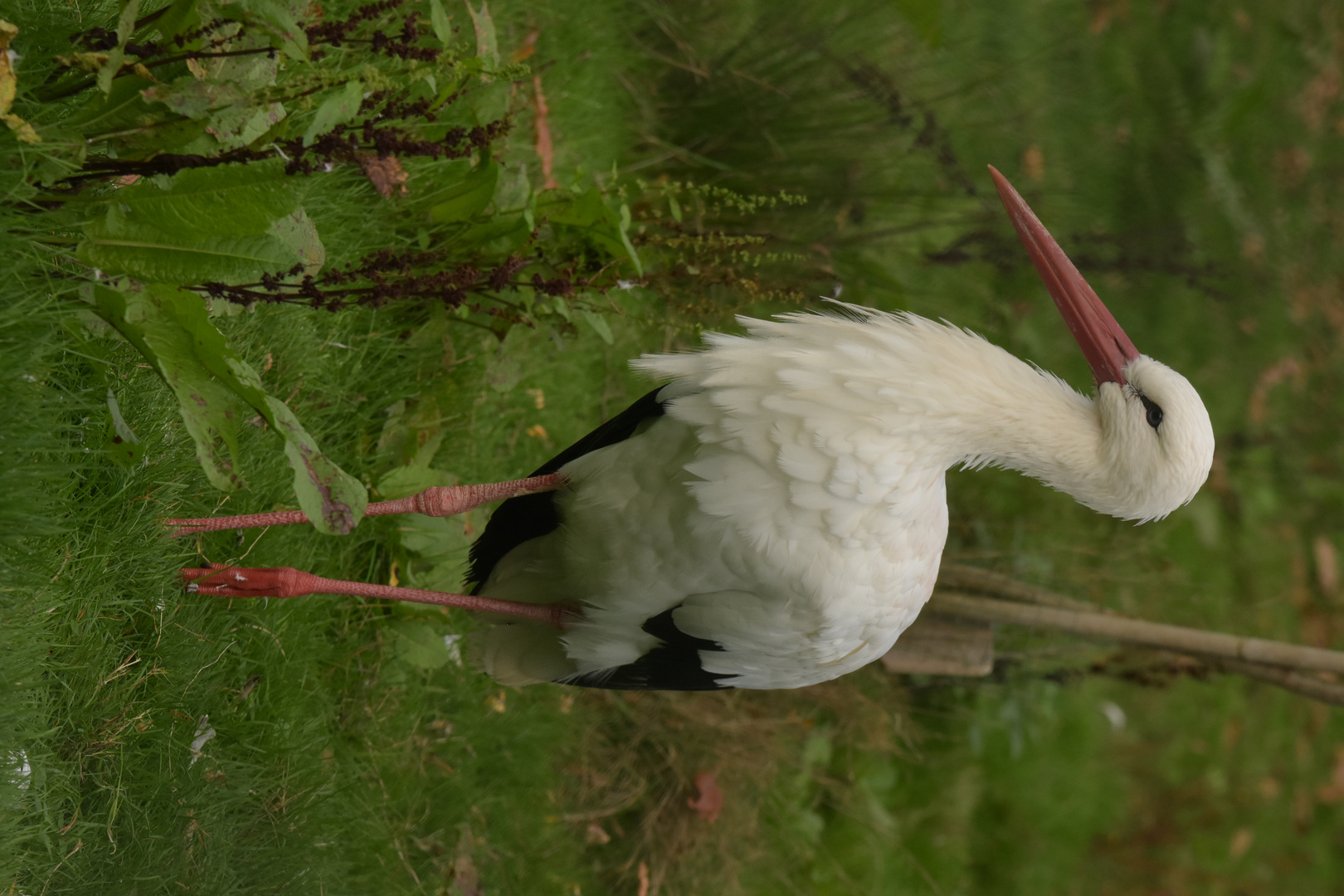 Storch