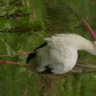 Storch