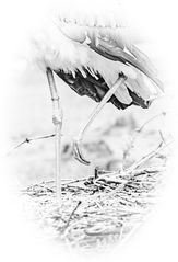 Storch 6