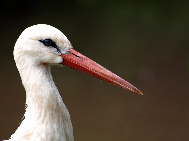 Storch 6