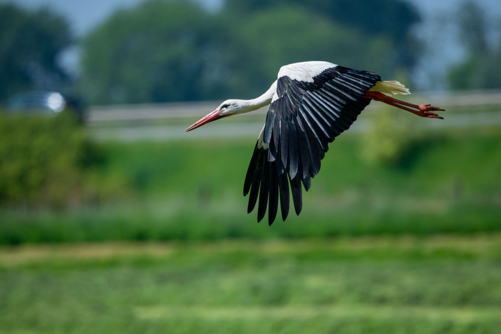 Storch 6