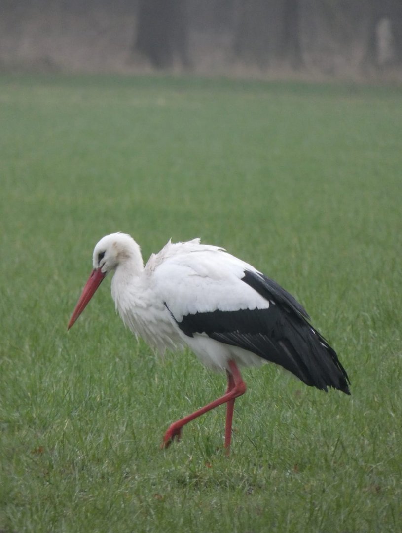 Storch