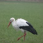 Storch