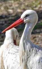 Storch