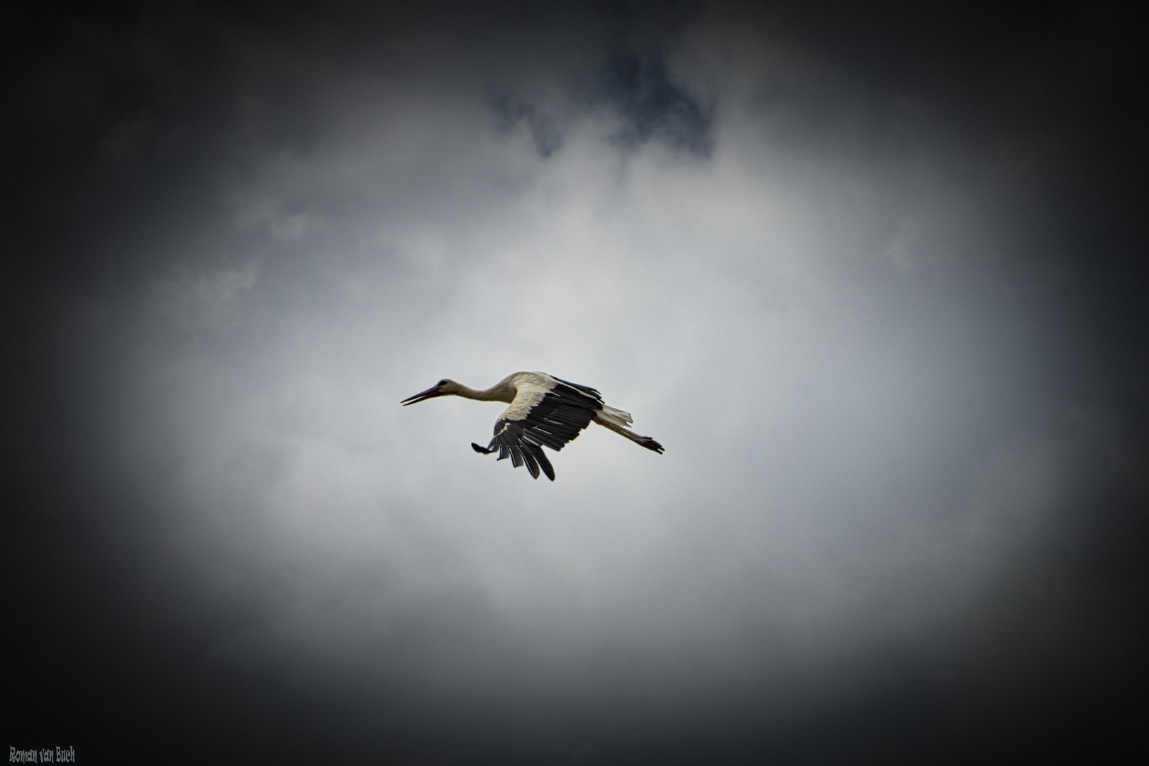 Storch