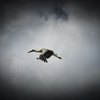 Storch