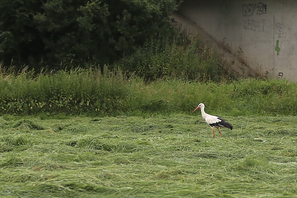 Storch # 6170