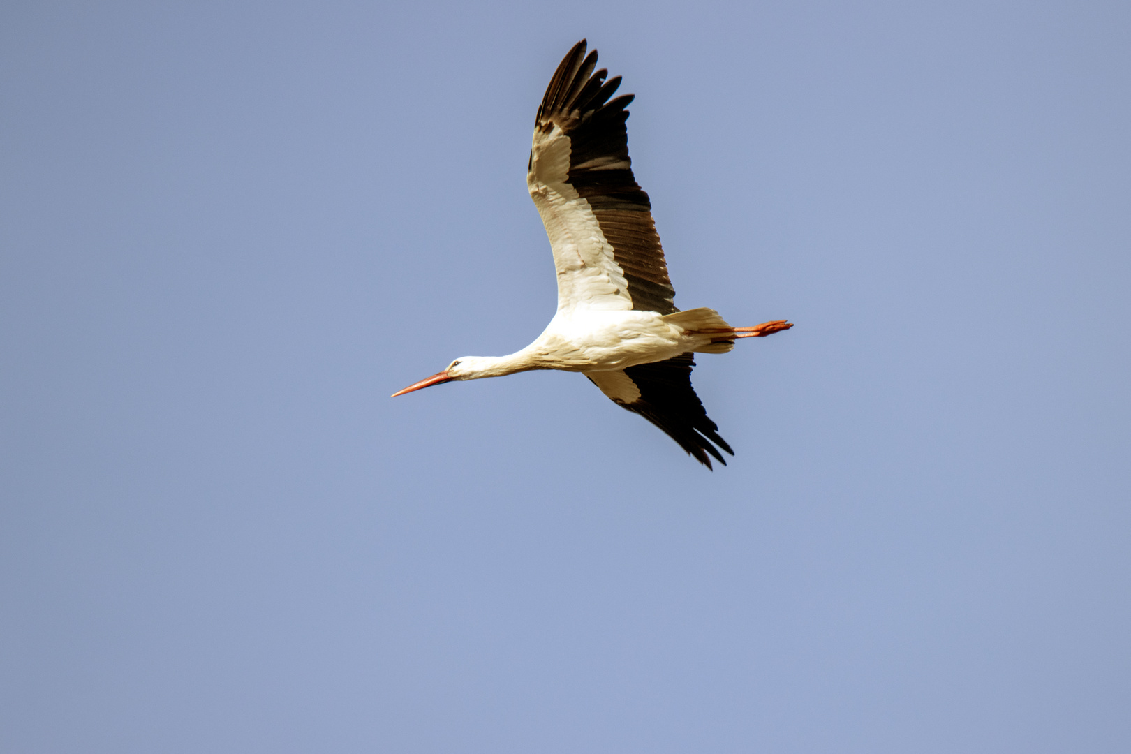 Storch