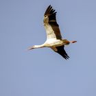 Storch