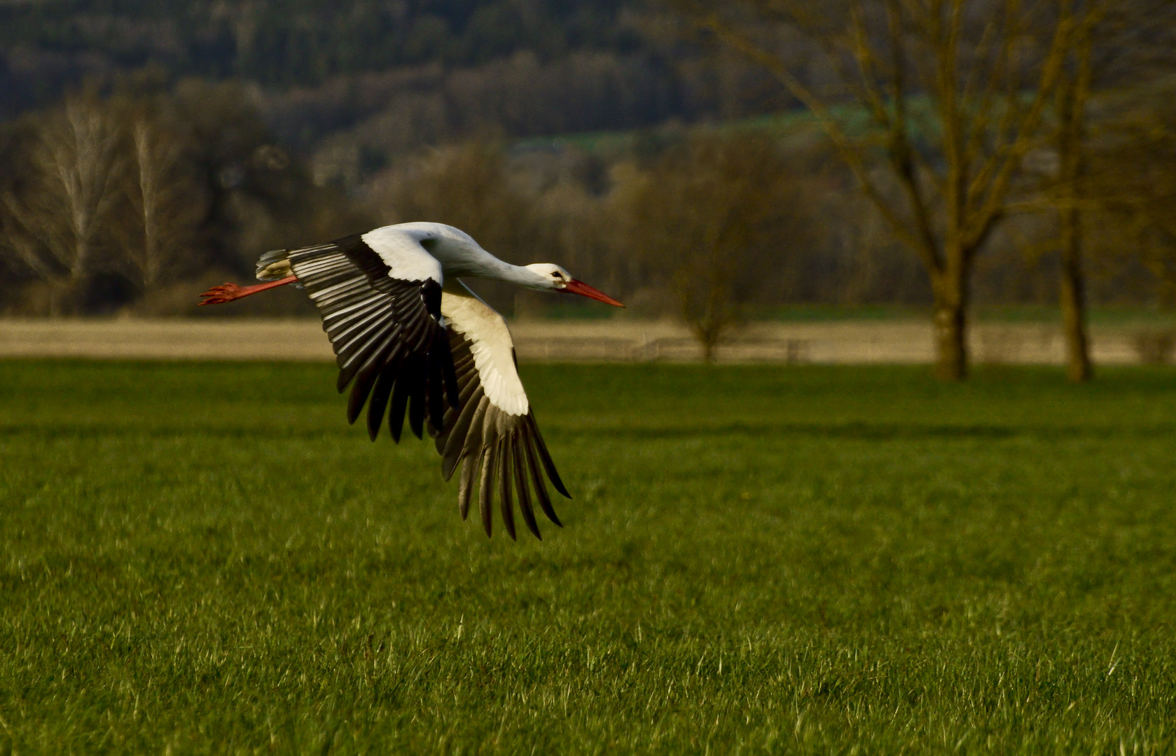 Storch