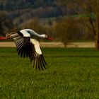 Storch