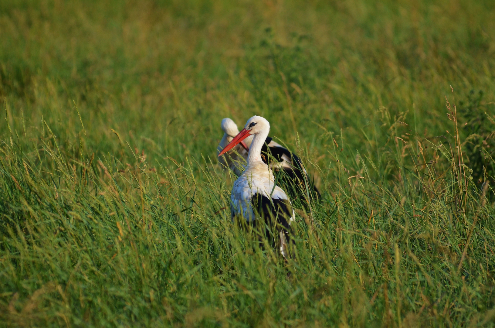 Storch Foto Bild Tiere Wildlife Wild Lebende Vogel Bilder Auf Fotocommunity