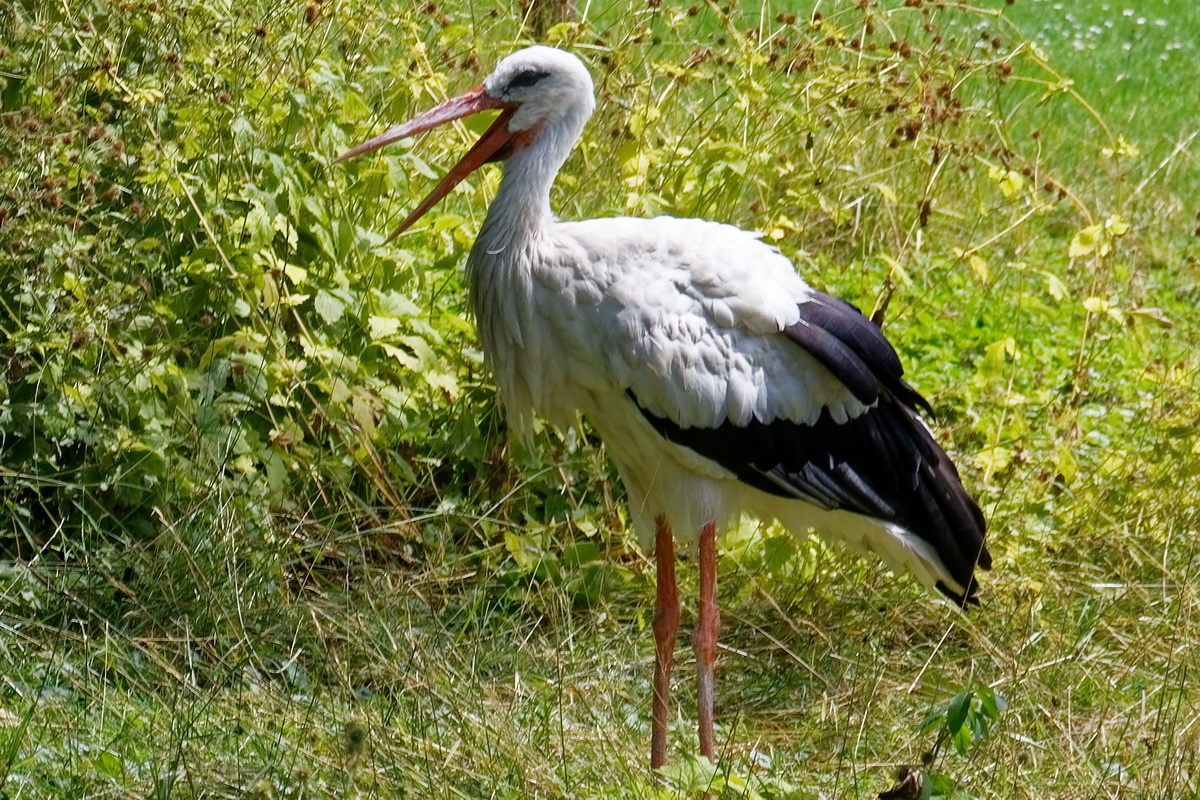 Storch