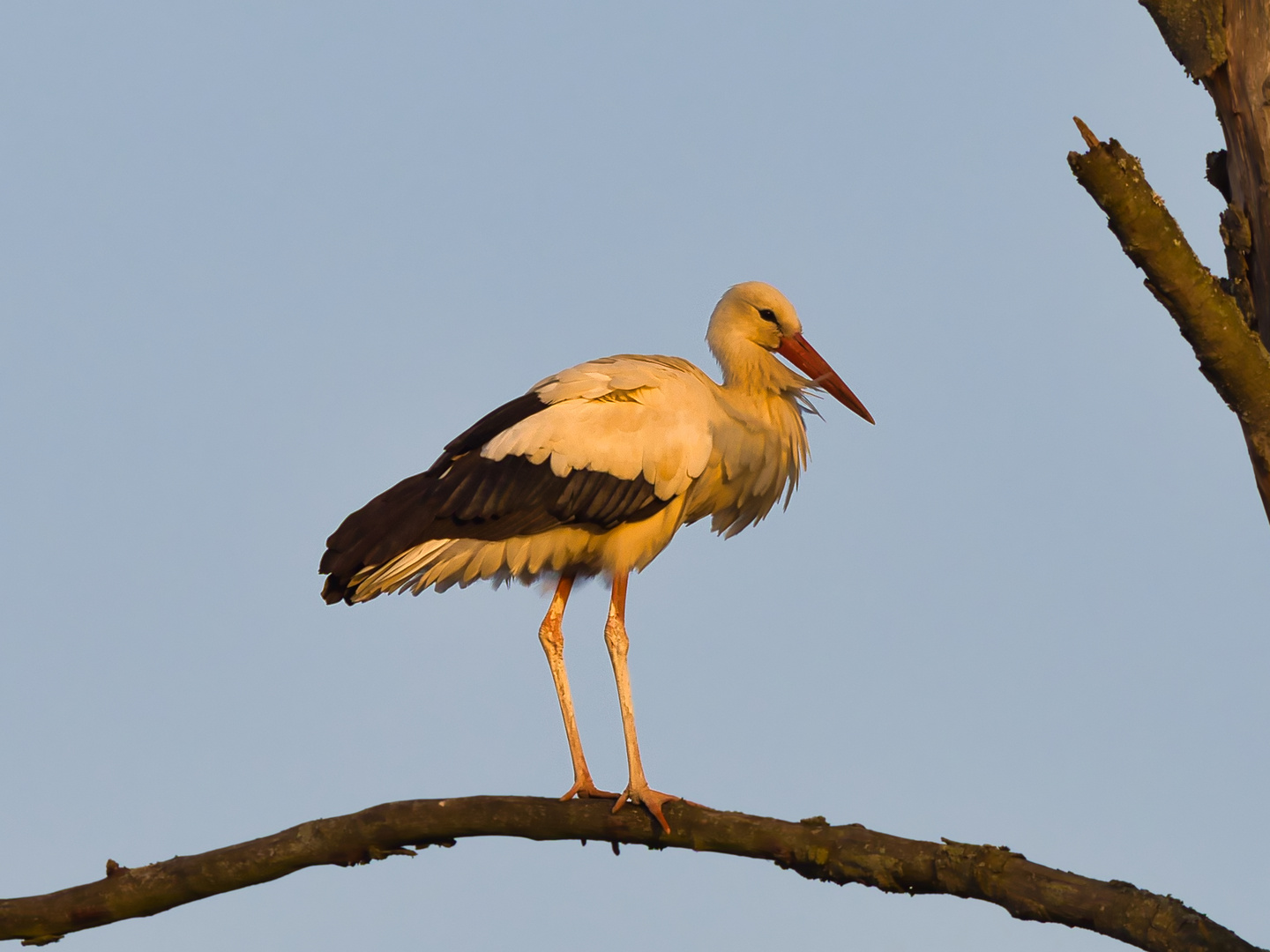 Storch