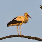 Storch