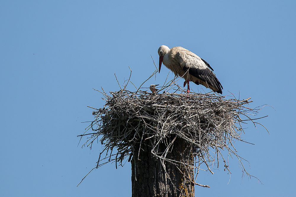 Storch