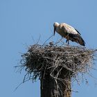 Storch